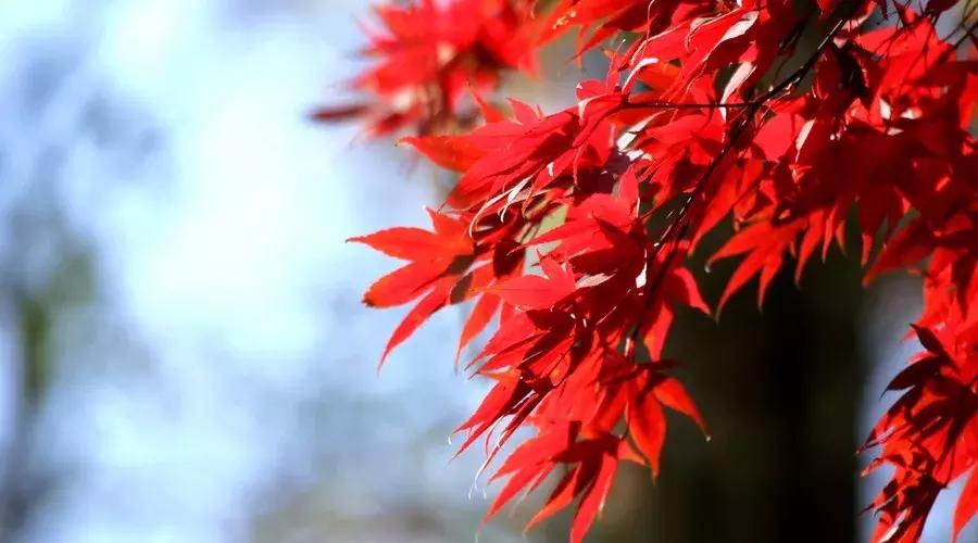 激励人心励志的古诗词,经典励志古诗60句