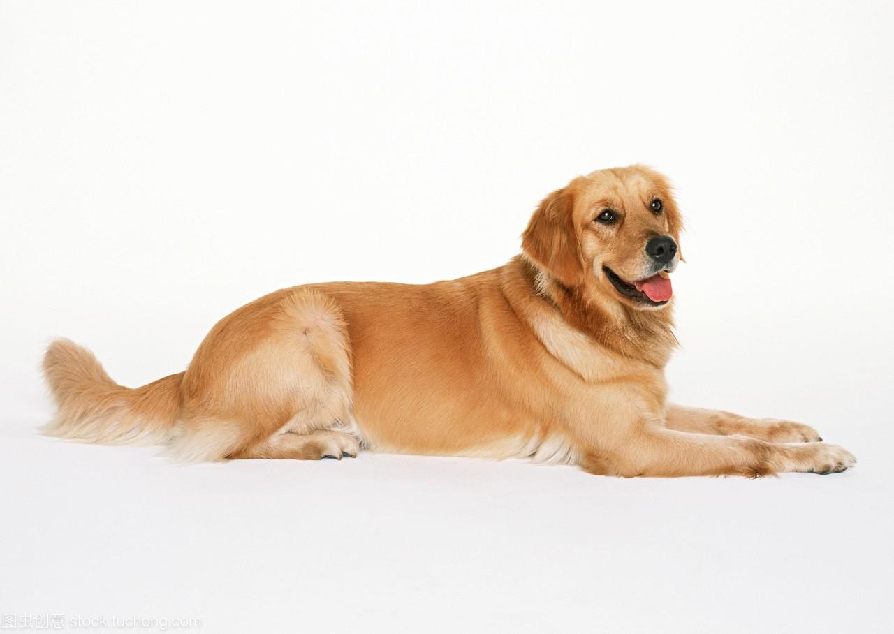 不要羡慕狗狗,不要羡慕狗狗原版