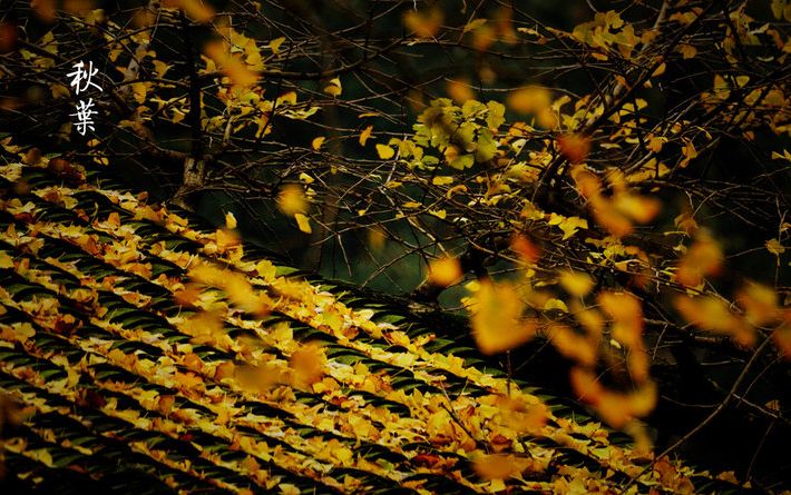 鏄ユ棩缇庡浘缇庢枃,缇庢枃缇庡浘