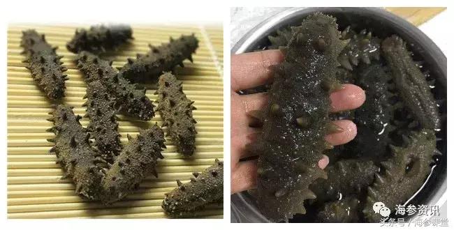 泡发海参飘起来,泡发海参为什么要用矿泉水纯净水