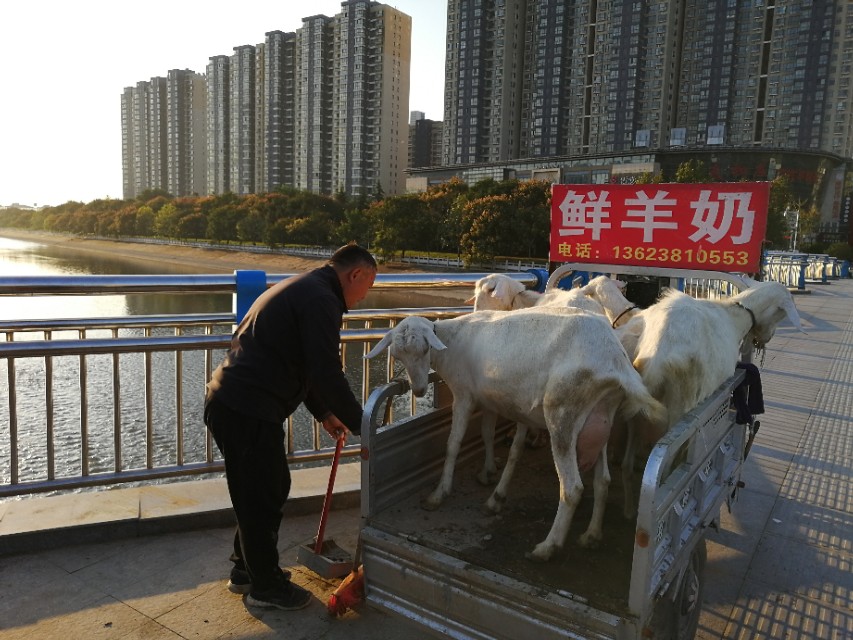 郑州买的鲜羊奶,郑州鲜羊奶市场