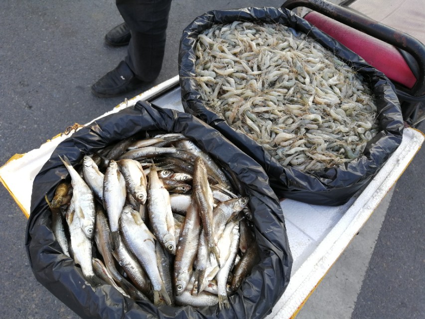 郑州买的鲜羊奶,郑州鲜羊奶市场