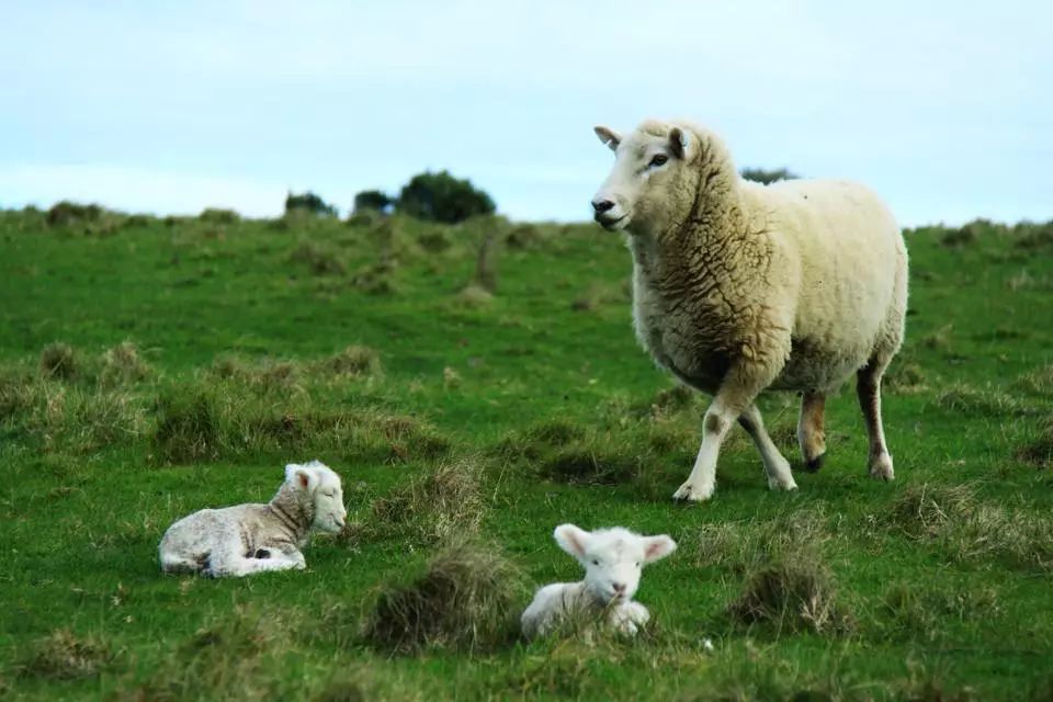 「良物志」和大堡礁、皇后镇齐名的，是大洋洲的好牛羊肉