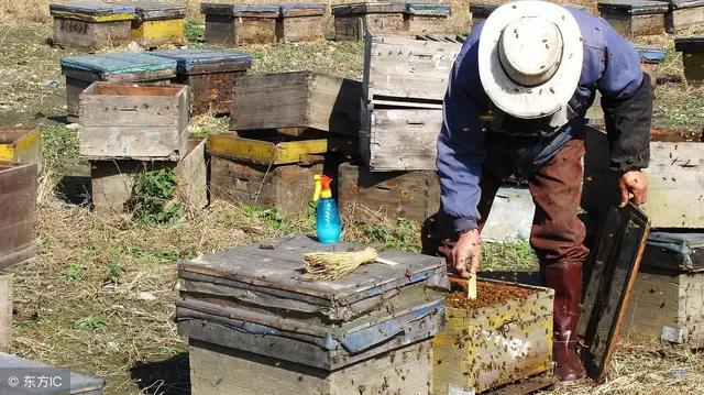 养蜂防盗蜂是啥,蜜蜂防盗蜂的最佳方法