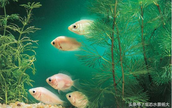 常见小型观赏鱼种类介绍,群游性极好的小型观赏鱼