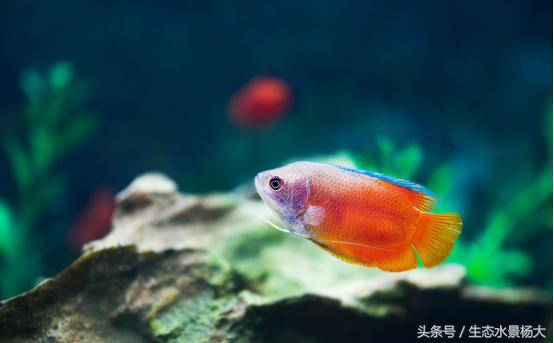 常见小型观赏鱼种类介绍,群游性极好的小型观赏鱼