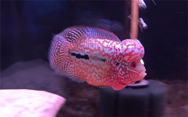 罗汉活不过五年的真实吗,罗汉鱼的寿命有多长