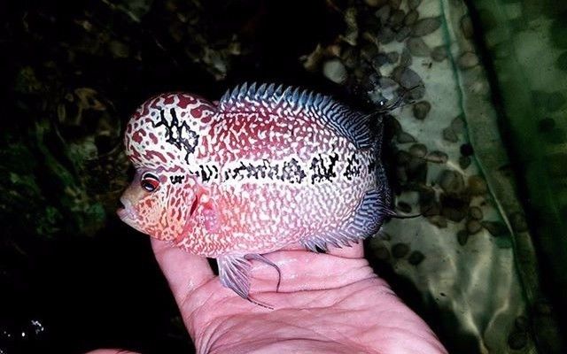 罗汉活不过五年的真实吗,罗汉鱼的寿命有多长