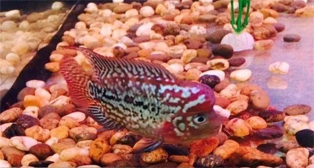 罗汉活不过五年的真实吗,罗汉鱼的寿命有多长