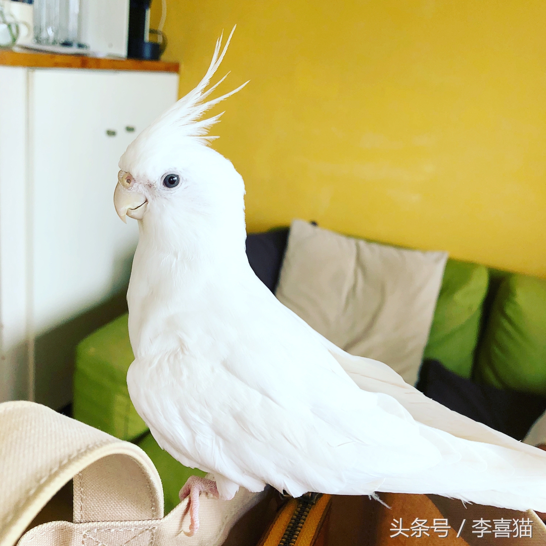 玄凤鹦鹉身材漂亮,玄凤鹦鹉最漂亮的羽冠