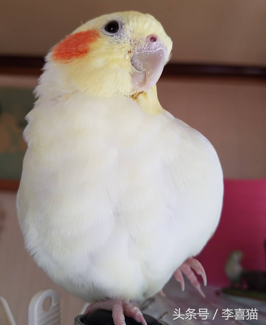 玄凤鹦鹉身材漂亮,玄凤鹦鹉最漂亮的羽冠