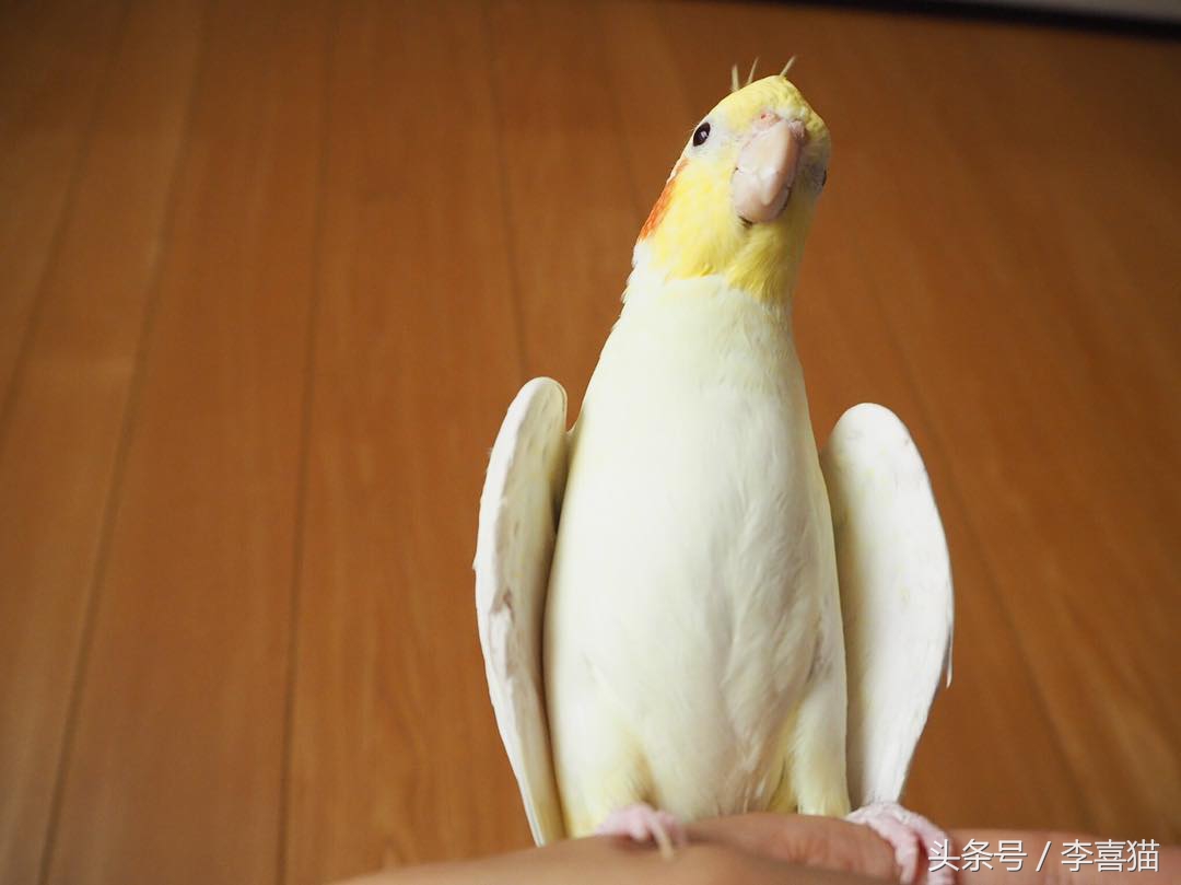 玄凤鹦鹉身材漂亮,玄凤鹦鹉最漂亮的羽冠