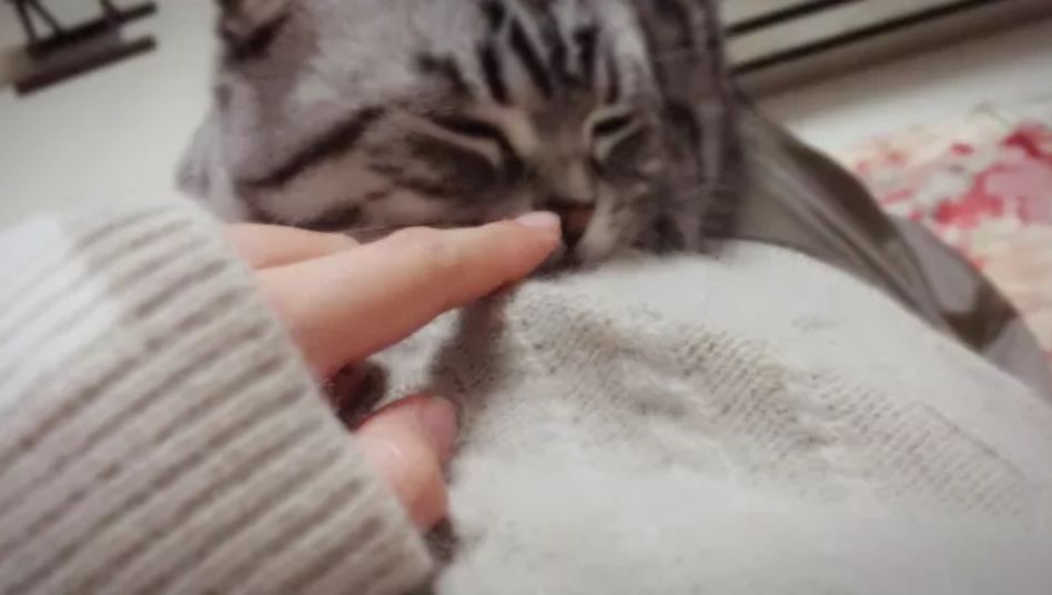 又想骗我养猫了是什么梗,又想骗我养猫的图片