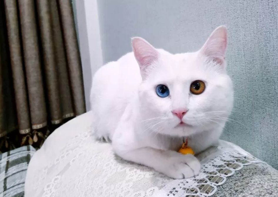 又想骗我养猫了是什么梗,又想骗我养猫的图片