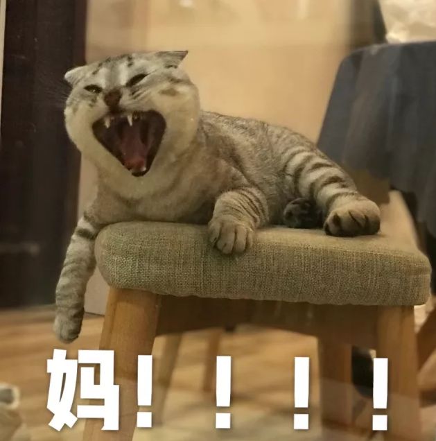 又想骗我养猫了是什么梗,又想骗我养猫的图片
