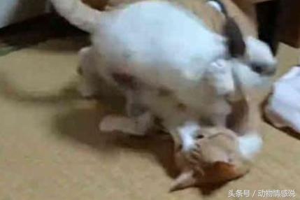 猫咪总是去犄角旮旯还打喷嚏,猫咪一直调皮忍不住揍了它