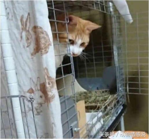 猫咪总是去犄角旮旯还打喷嚏,猫咪一直调皮忍不住揍了它