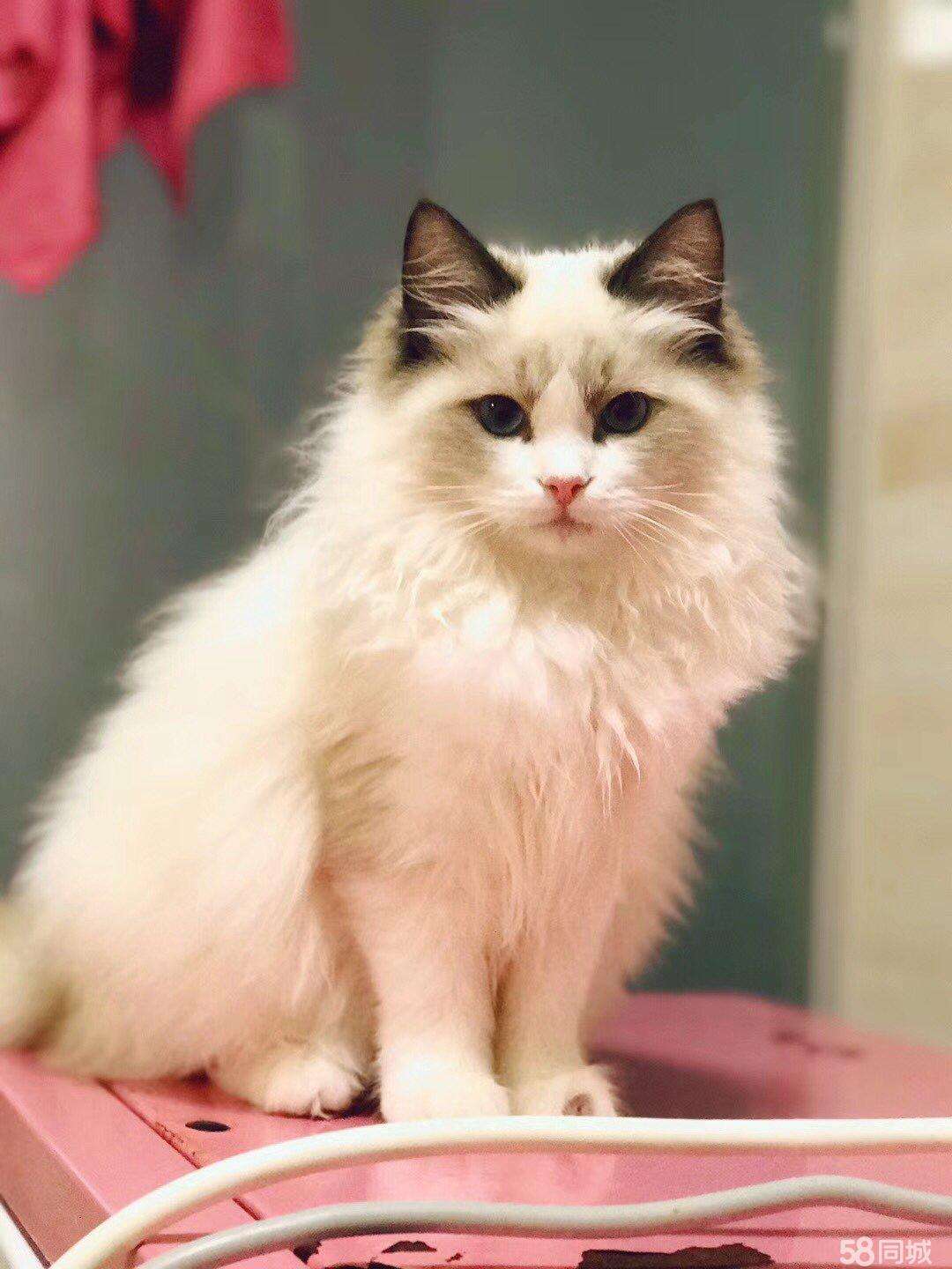 布偶猫的铲屎官们，你们饲养主子的方式对吗？