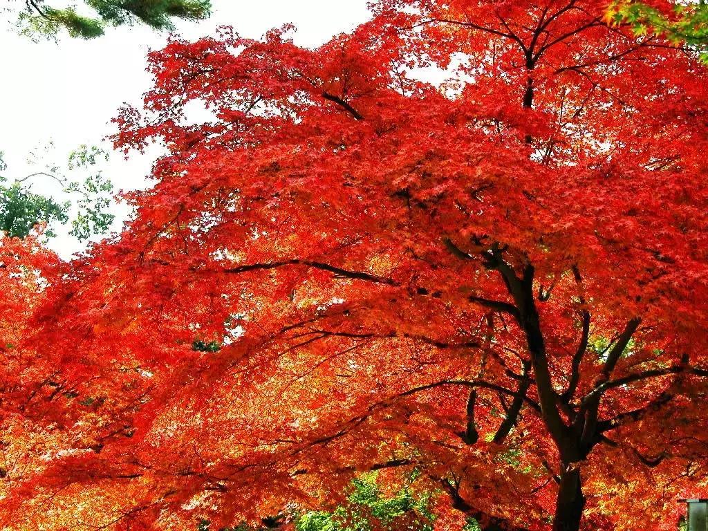 西安出发秦岭最美秋景自驾环线游,西安出发一小时深藏秦岭山水秘境