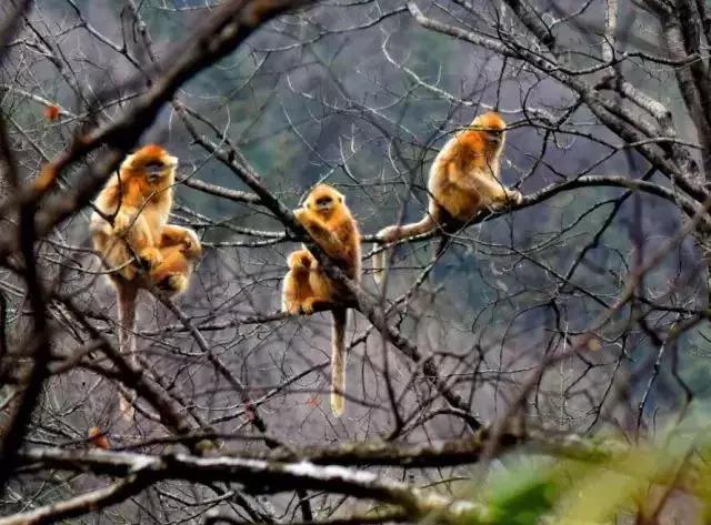 西安出发秦岭最美秋景自驾环线游,西安出发一小时深藏秦岭山水秘境