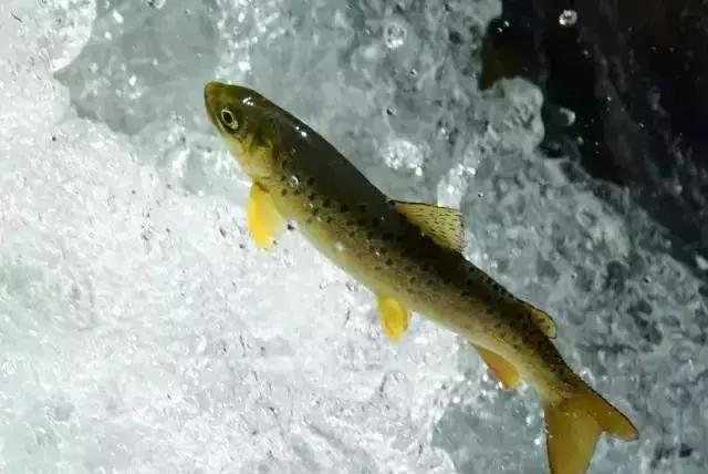 西安出发秦岭最美秋景自驾环线游,西安出发一小时深藏秦岭山水秘境