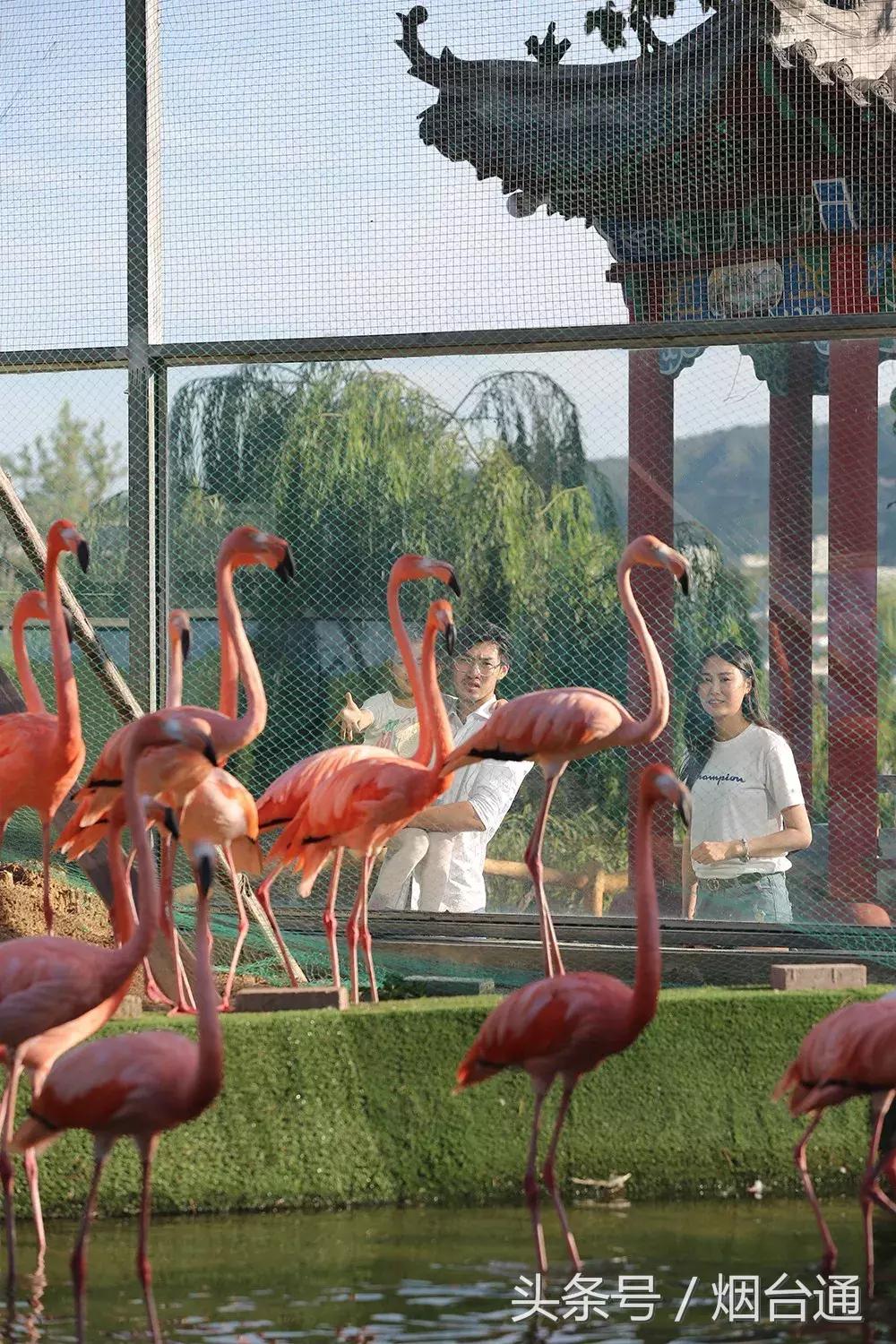 烟台十一景区免费游玩,十一假期旅游推荐烟台游乐场