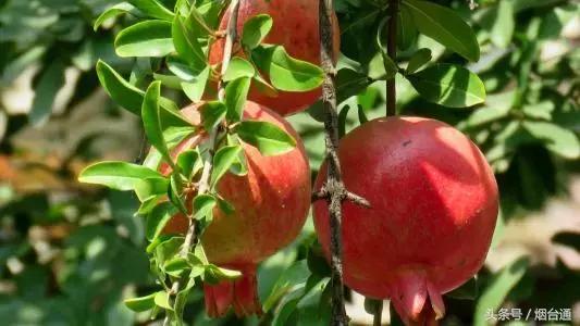 烟台十一景区免费游玩,十一假期旅游推荐烟台游乐场