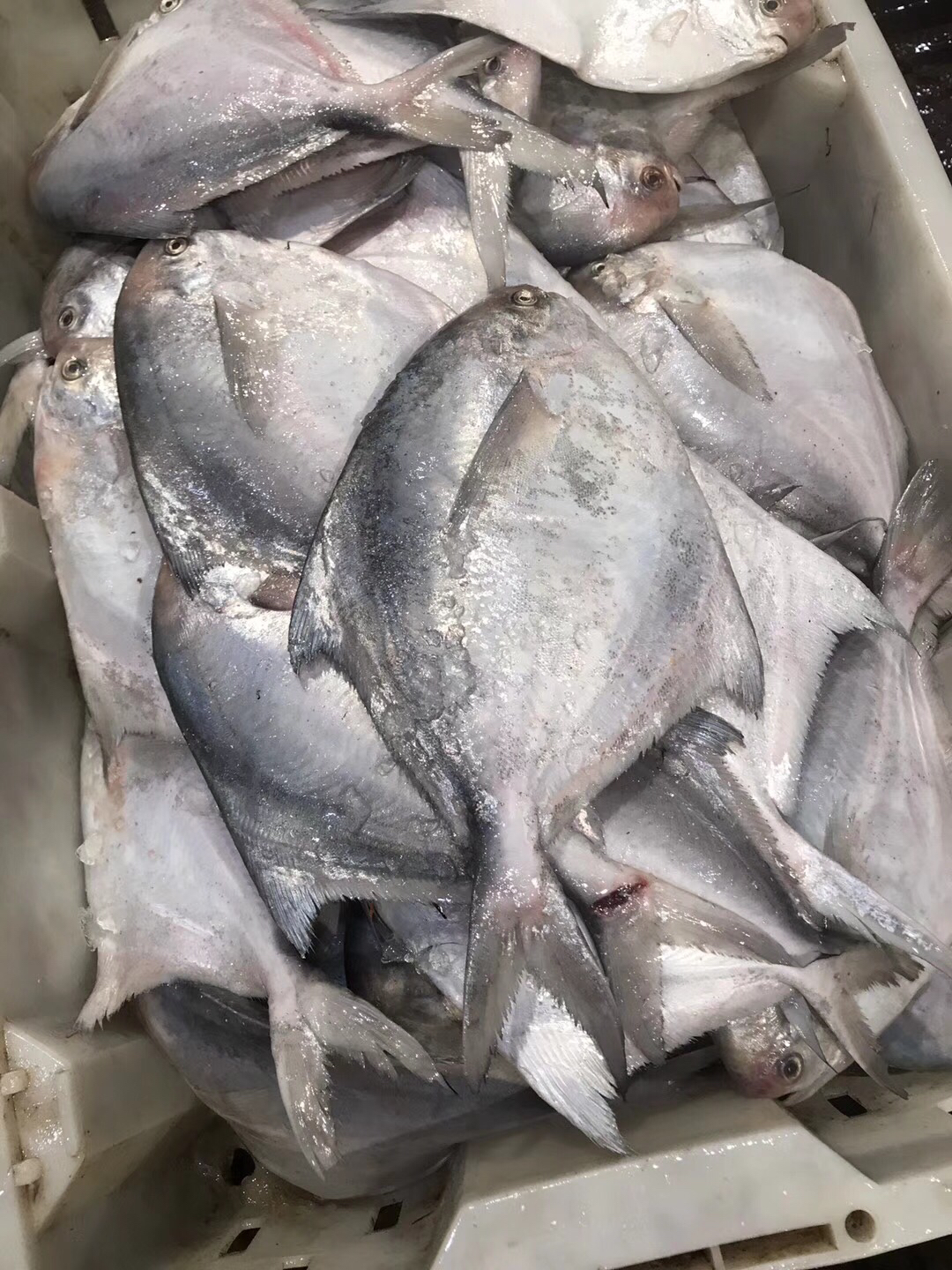 游客去舟山怎么买海鲜,舟山哪个岛买海鲜便宜实惠