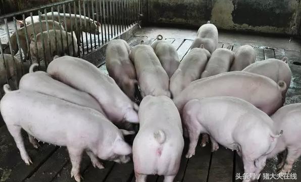 怎样挑选母猪？饲养母猪的正确方法