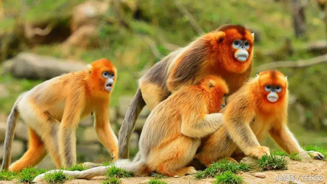 西安秦岭自驾一日游免费景点,西安出发一小时深藏秦岭山水秘境