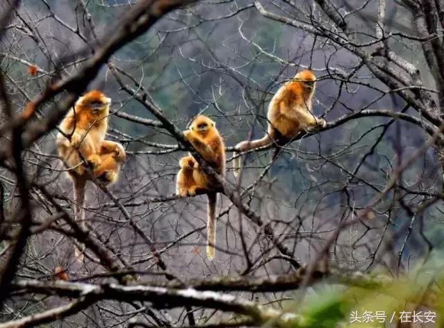西安秦岭自驾一日游免费景点,西安出发一小时深藏秦岭山水秘境