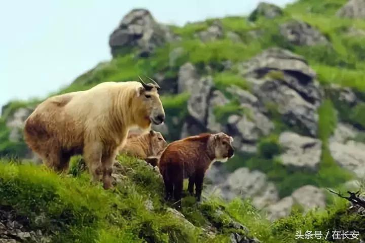 西安秦岭自驾一日游免费景点,西安出发一小时深藏秦岭山水秘境