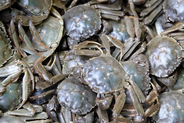 螃蟹是用水养还是放冰箱比较好,螃蟹是水养好还是冷藏好