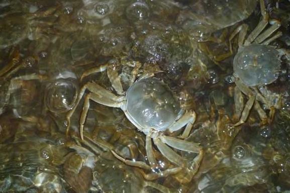 螃蟹是用水养还是放冰箱比较好,螃蟹是水养好还是冷藏好