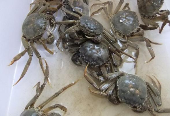 螃蟹是用水养还是放冰箱比较好,螃蟹是水养好还是冷藏好