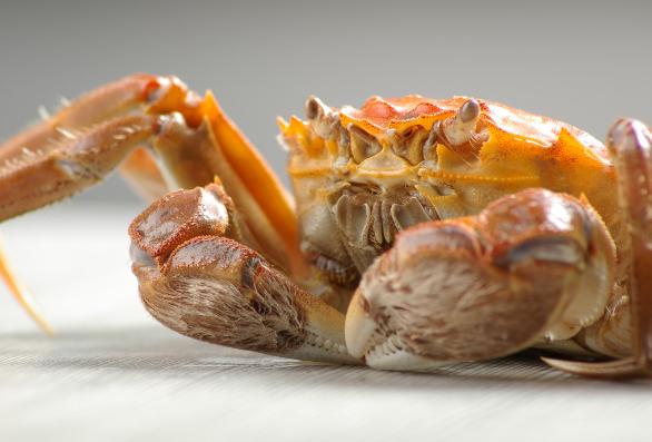 螃蟹是用水养还是放冰箱比较好,螃蟹是水养好还是冷藏好