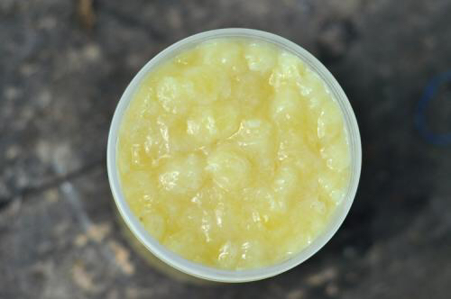 中药材山蜂子,蜂乳怎么吃