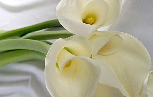 马蹄莲怎么养护才能开花呢,马蹄莲要怎么养才开花