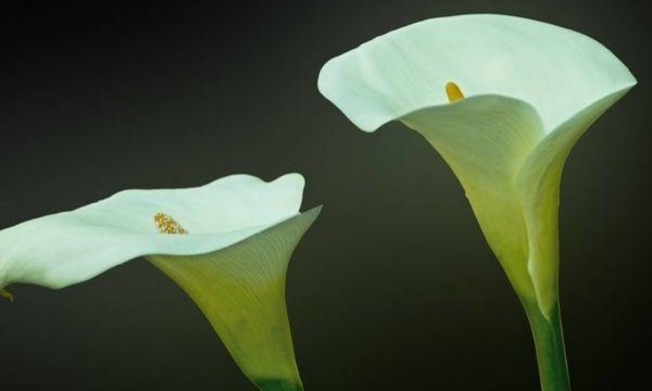 马蹄莲怎么养护才能开花呢,马蹄莲要怎么养才开花