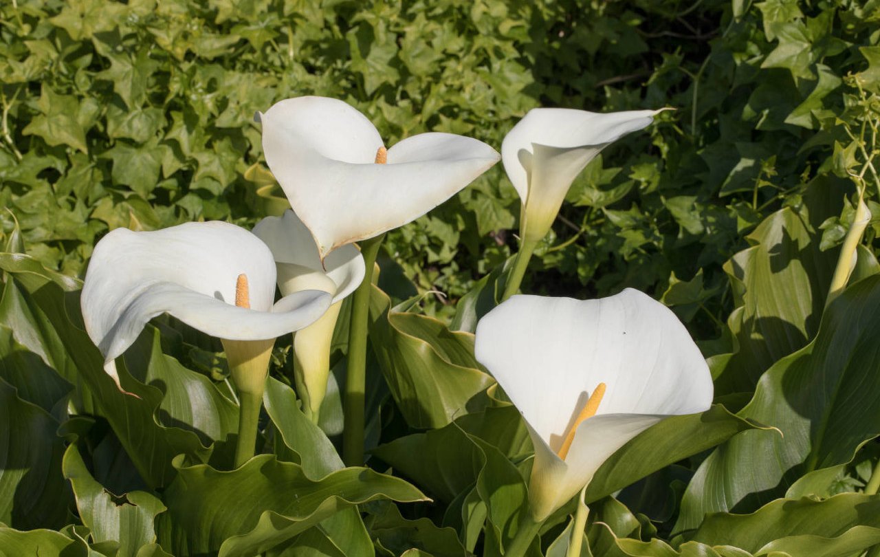马蹄莲怎么养护才能开花呢,马蹄莲要怎么养才开花