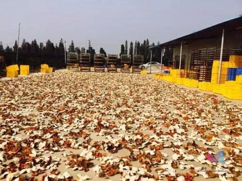 零食九制陈皮有危害吗,九制陈皮质量