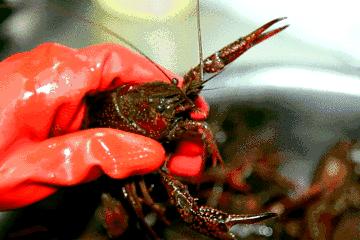 日均10000元的海鲜店盈利,开一家海鲜餐饮店的经验