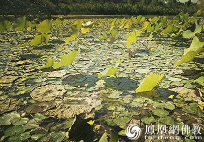 弘恩法师完整版,弘恩法师血脉论