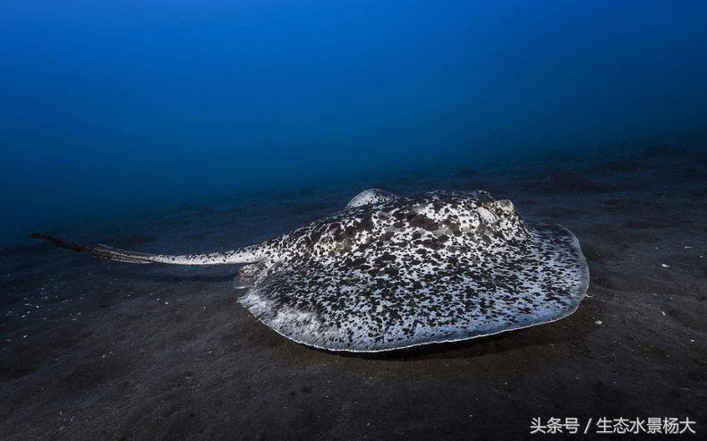 被观赏鱼划伤怎么办,被观赏鱼扎了