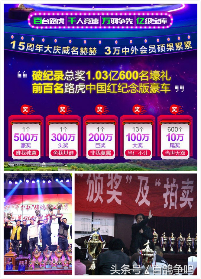 胡刚赛鸽身形视频全集,胡刚谈信鸽体型视频