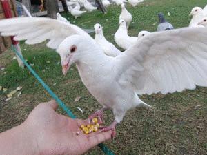 胡刚赛鸽身形视频全集,胡刚谈信鸽体型视频