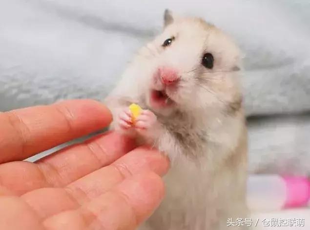 仓鼠太乱了怎么调教,如何选一只亲近人的仓鼠