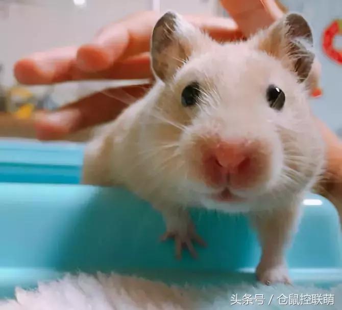 仓鼠太乱了怎么调教,如何选一只亲近人的仓鼠