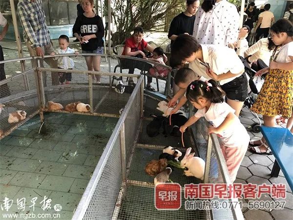 孩子喂兔子被兔子咬了,动物园兔子咬伤人是谁的责任