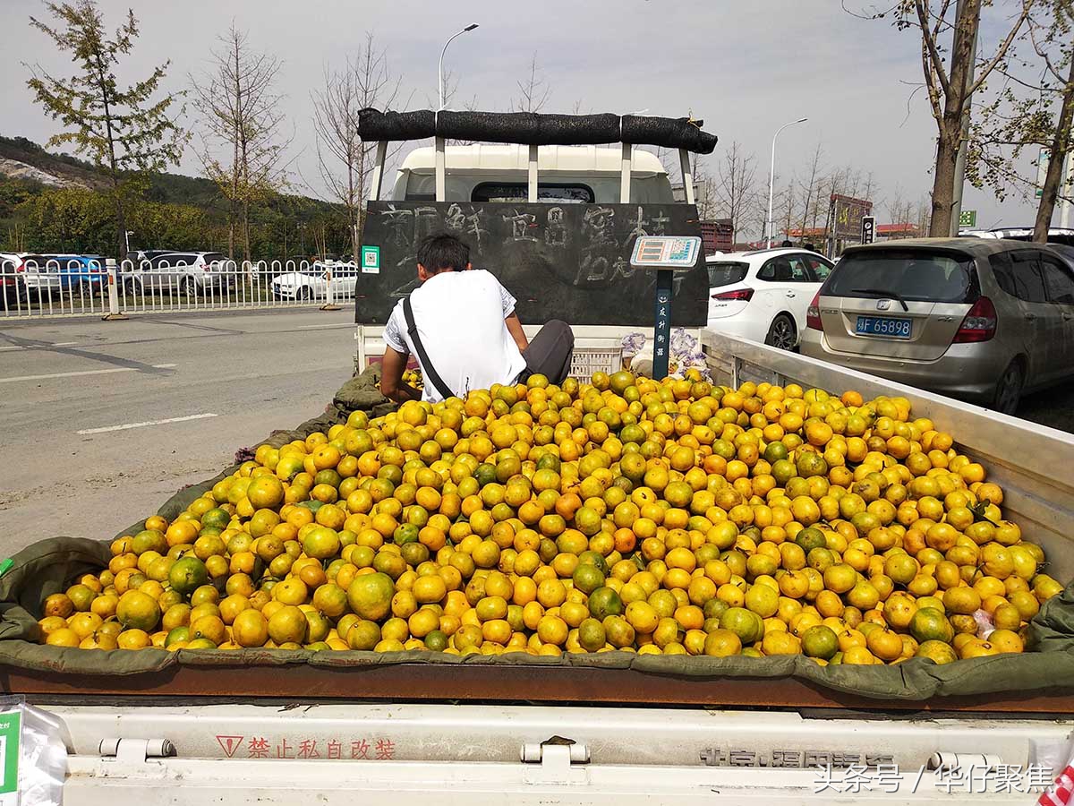 宜昌流动卖橙子,宜昌蜜桔市场好卖吗